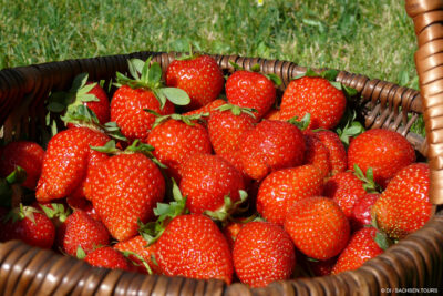 Erdbeeren selber pflücken