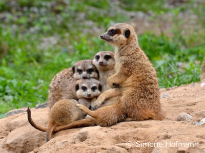 Halloween im Dresdner Zoo
